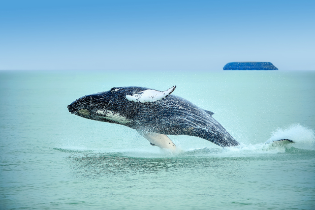 Luxury Whales, Wine & Wilderness