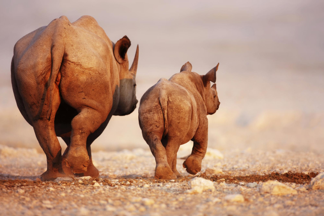 South Africa Wildlife and Beach