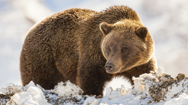 Alaska & Yukon Highlights