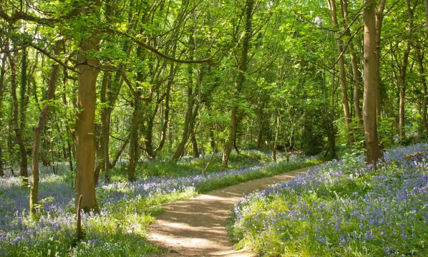 Bluebell Woods