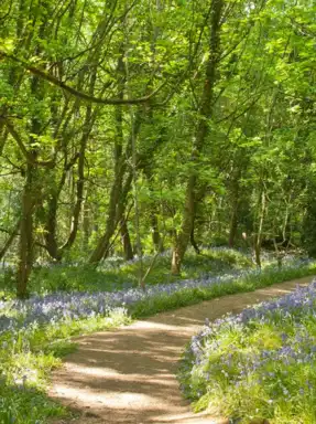 Bluebell Woods