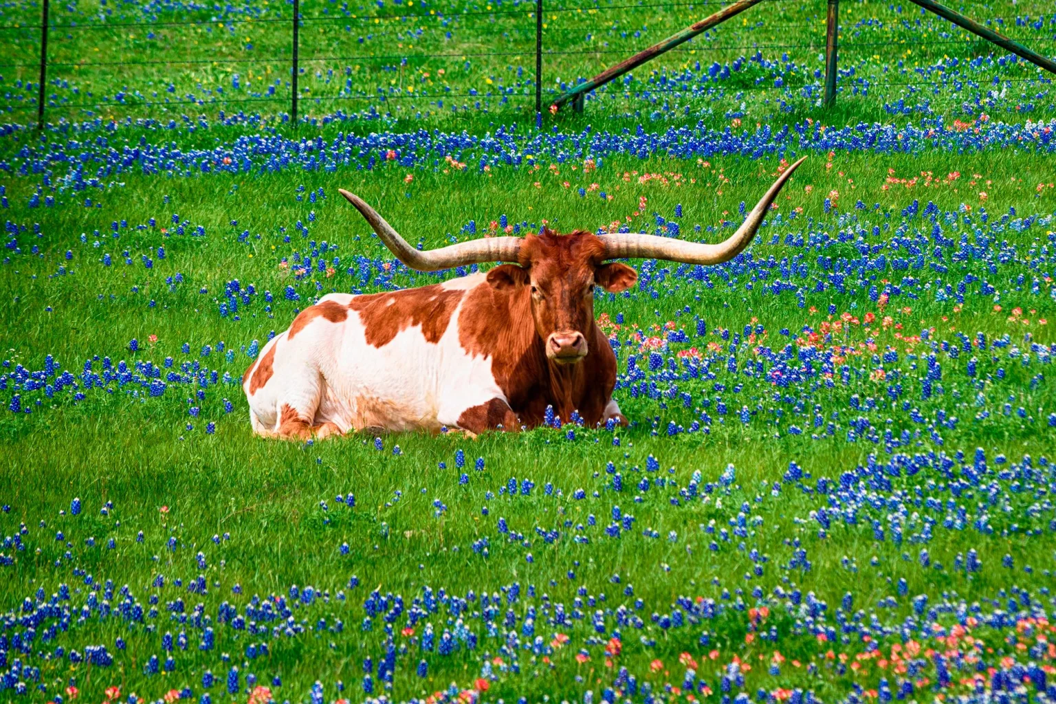 Texas holidays