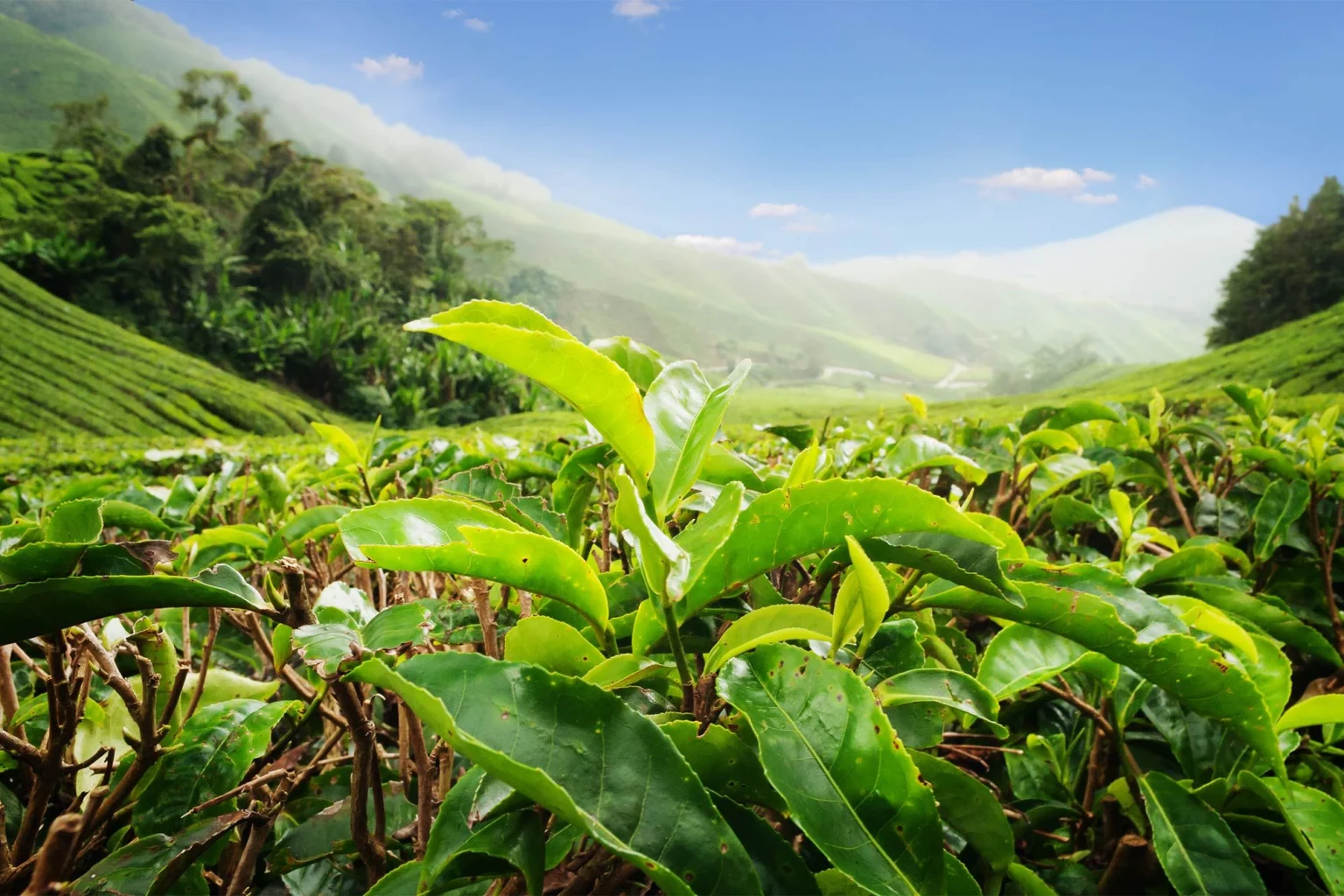 Cameron Highlands holidays