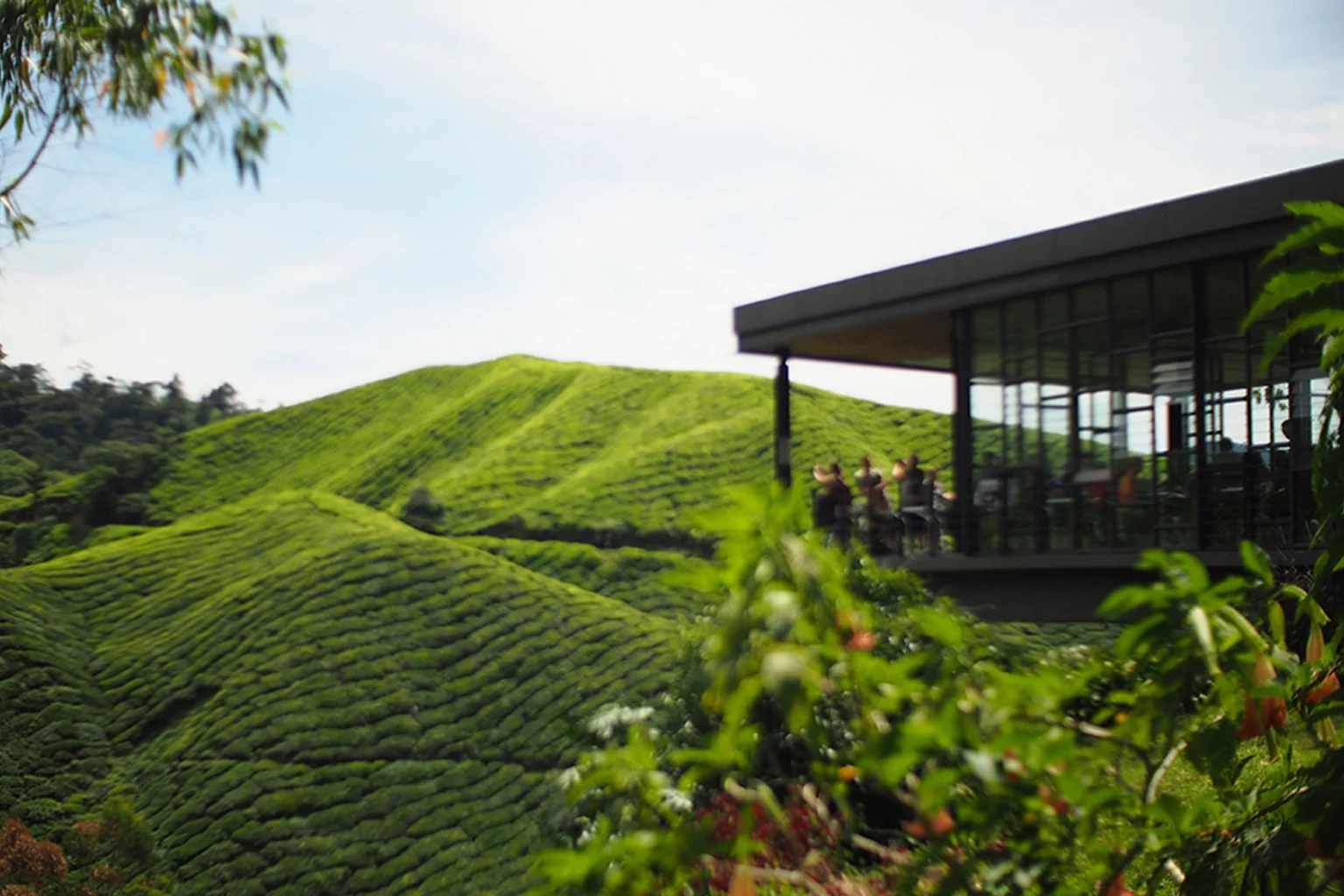 Cameron Highlands holidays