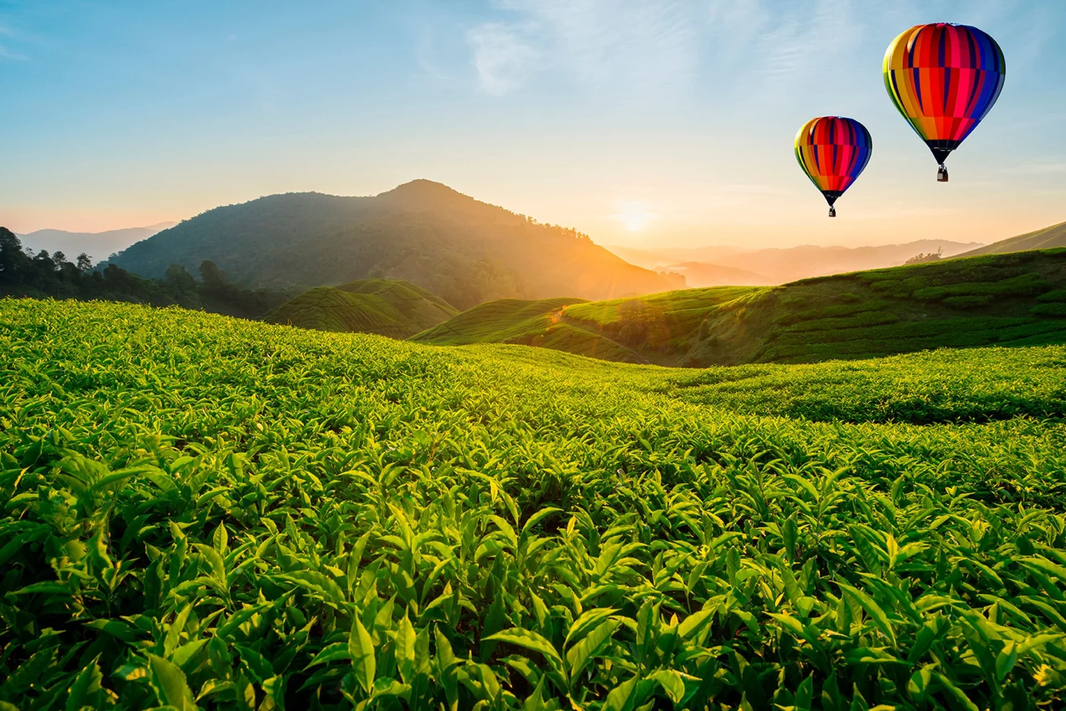 Cameron Highlands holidays