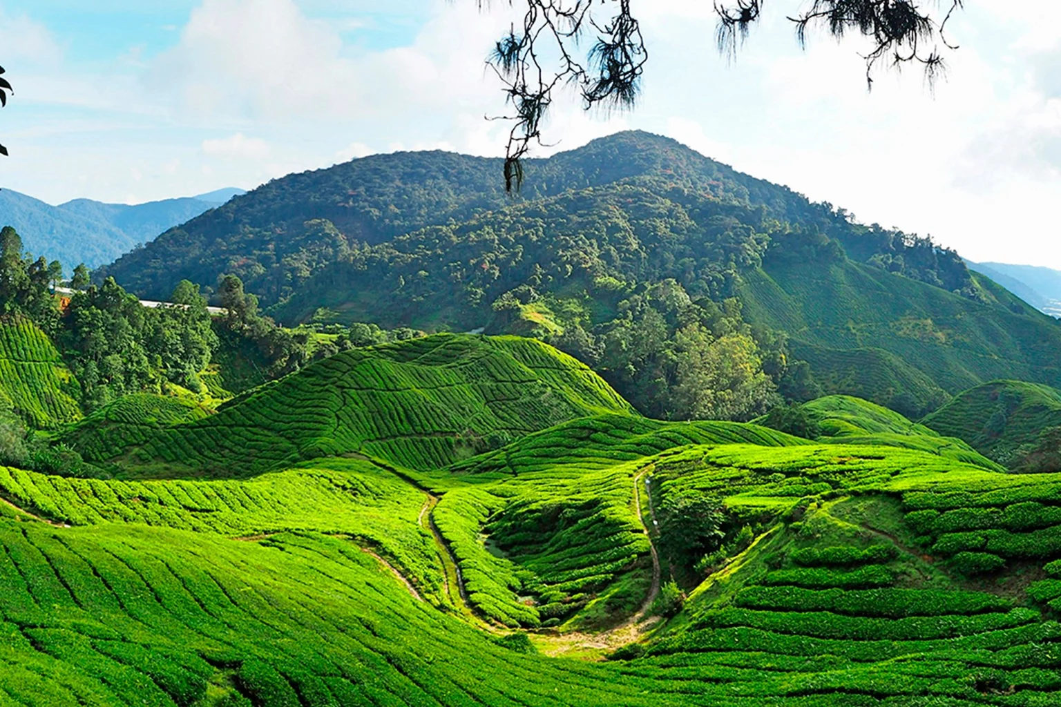 The Cameron Highlands