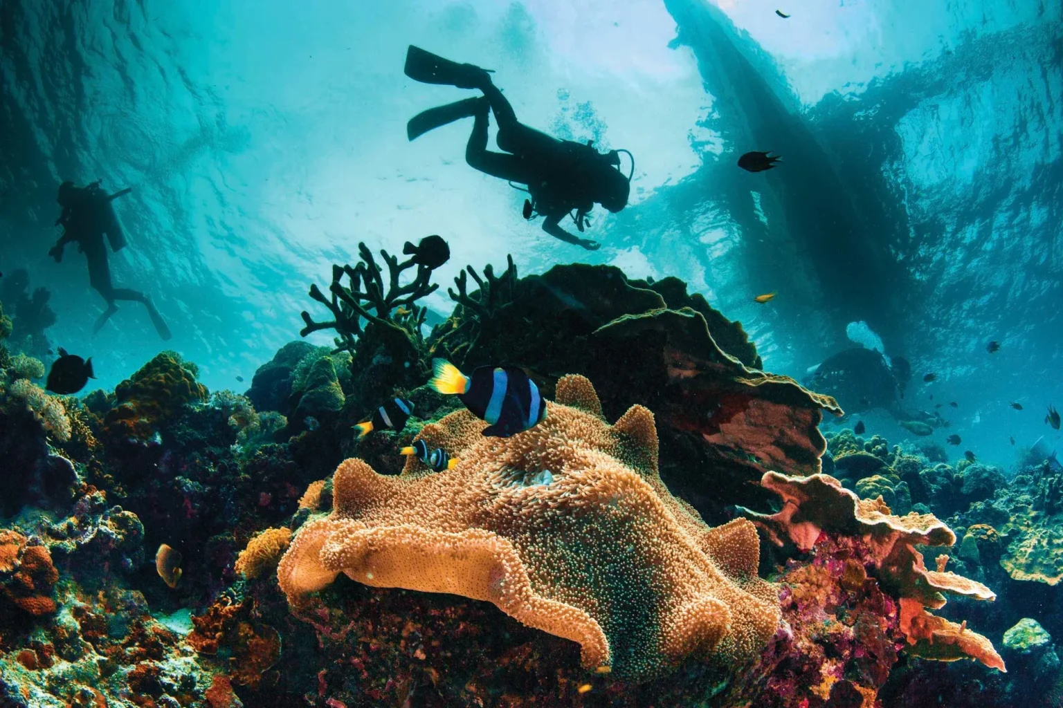 Coral reef