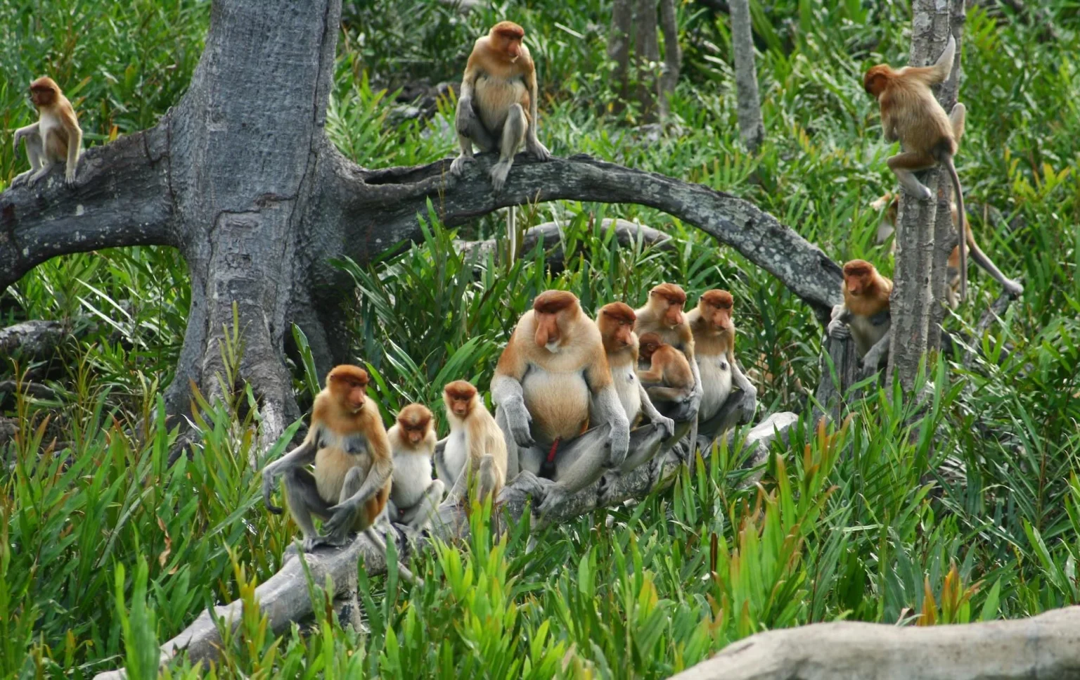 Sabah Holidays