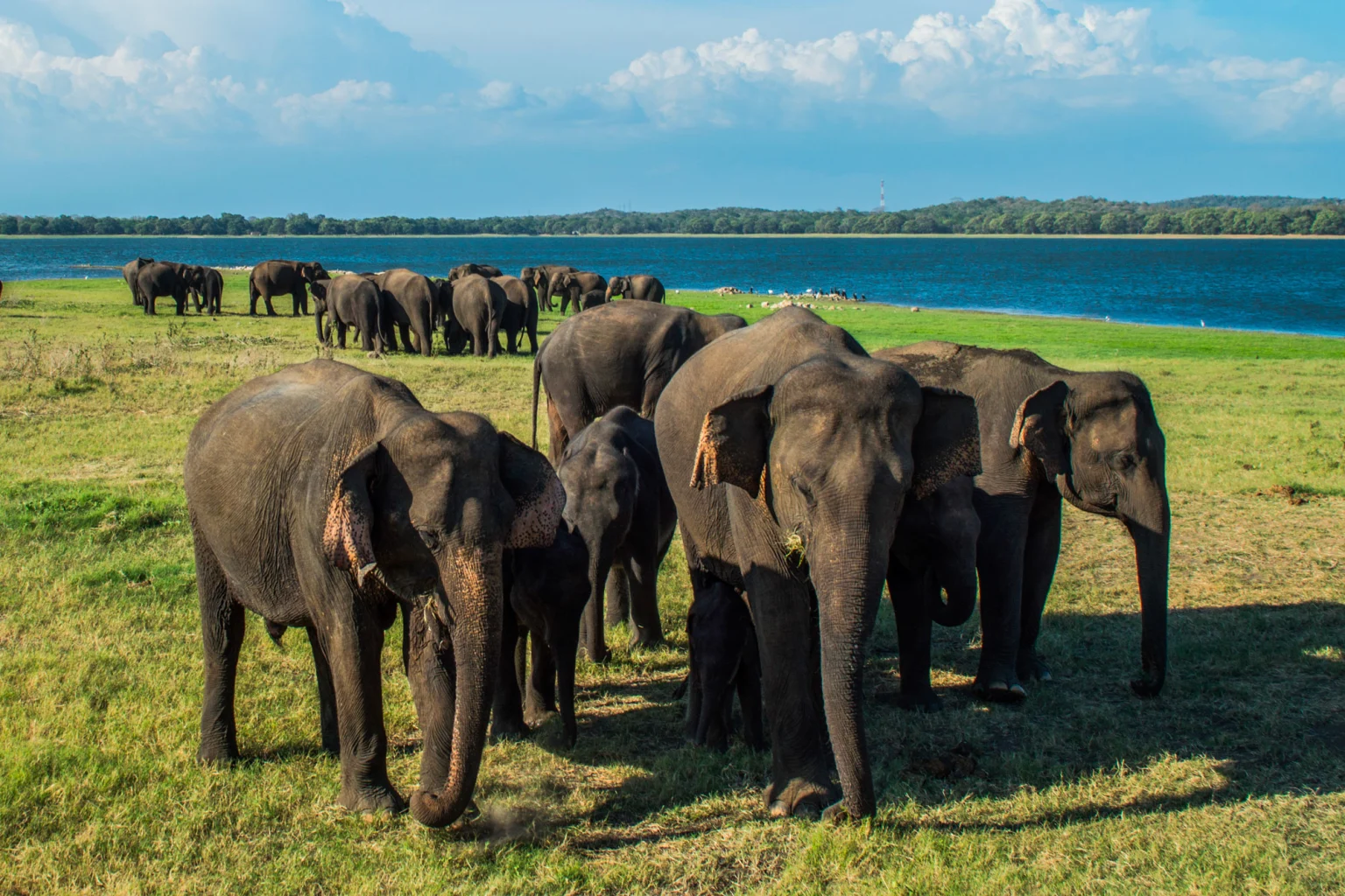 Sinharaja, Minneriya & Wilpattu holidays