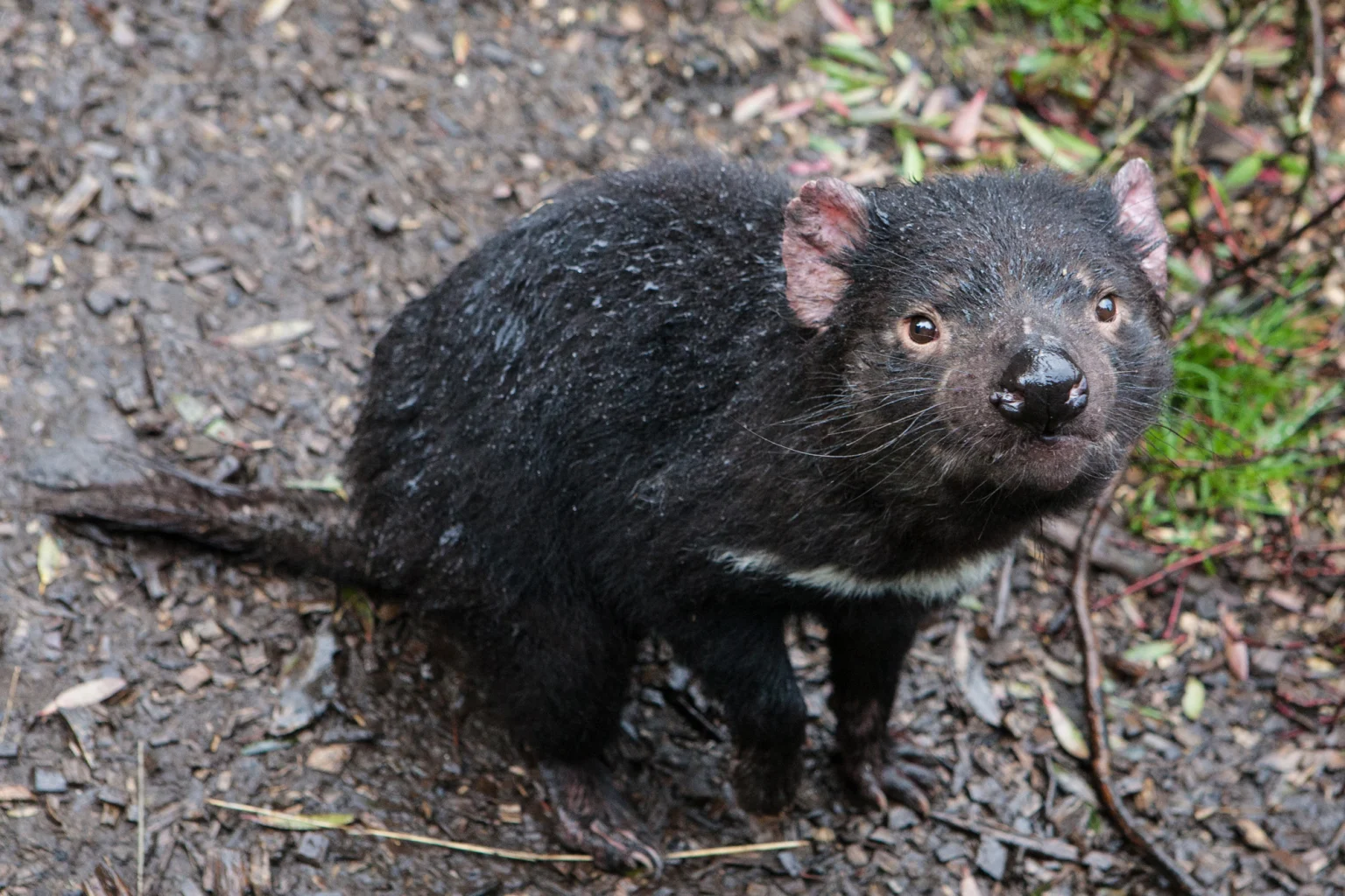 Cradle Mountain National Park holidays
