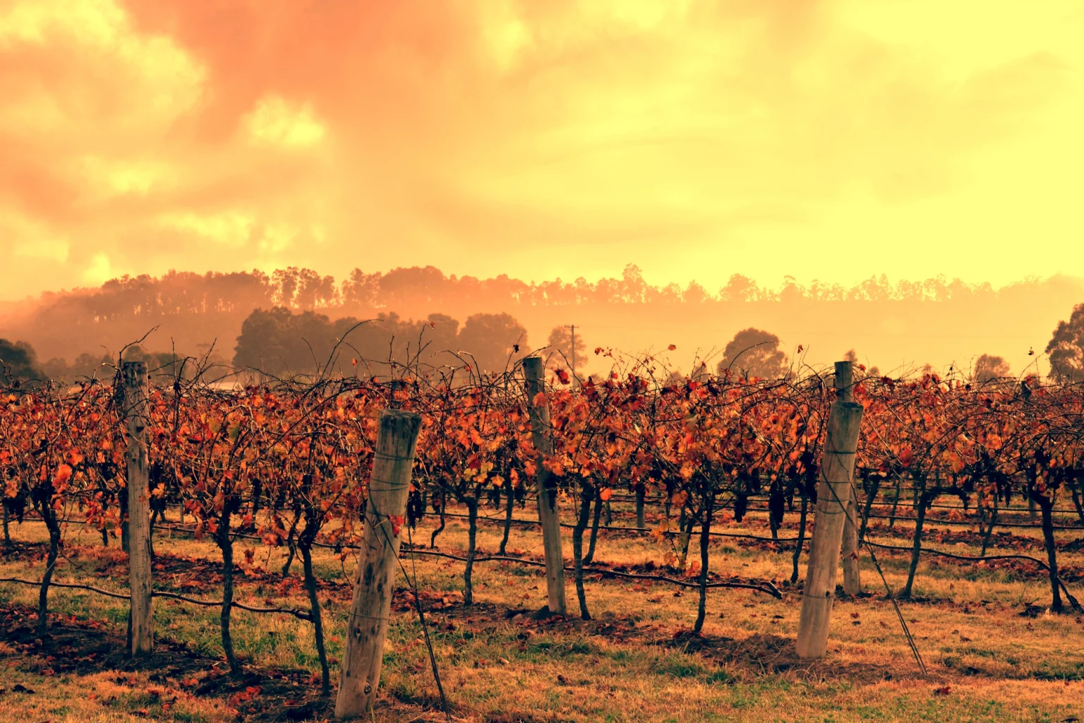 Hunter Valley holidays