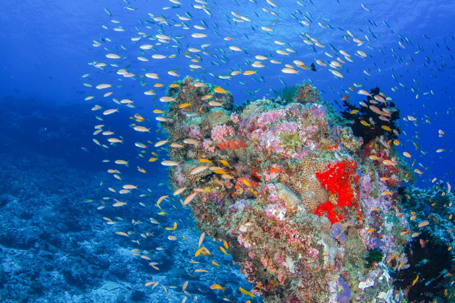 Seychelles Snorkelling