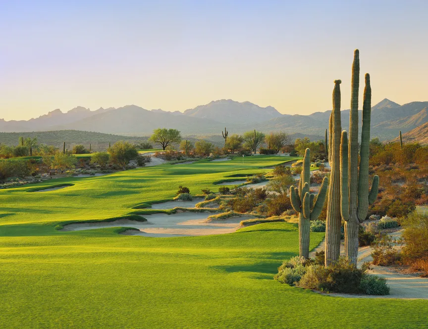 Scottsdale Saguaro
