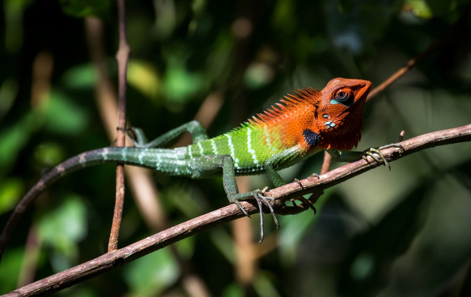 Lizard_Sinharaja