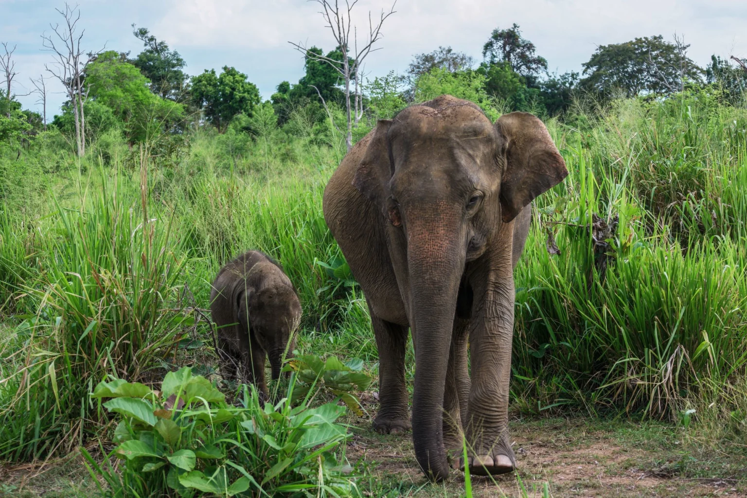 Elephants, Minneriya National Park