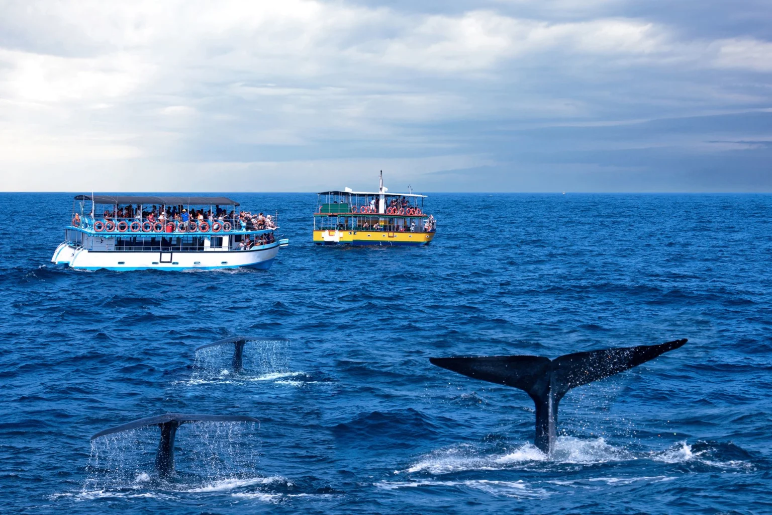 Mirissa whale watching