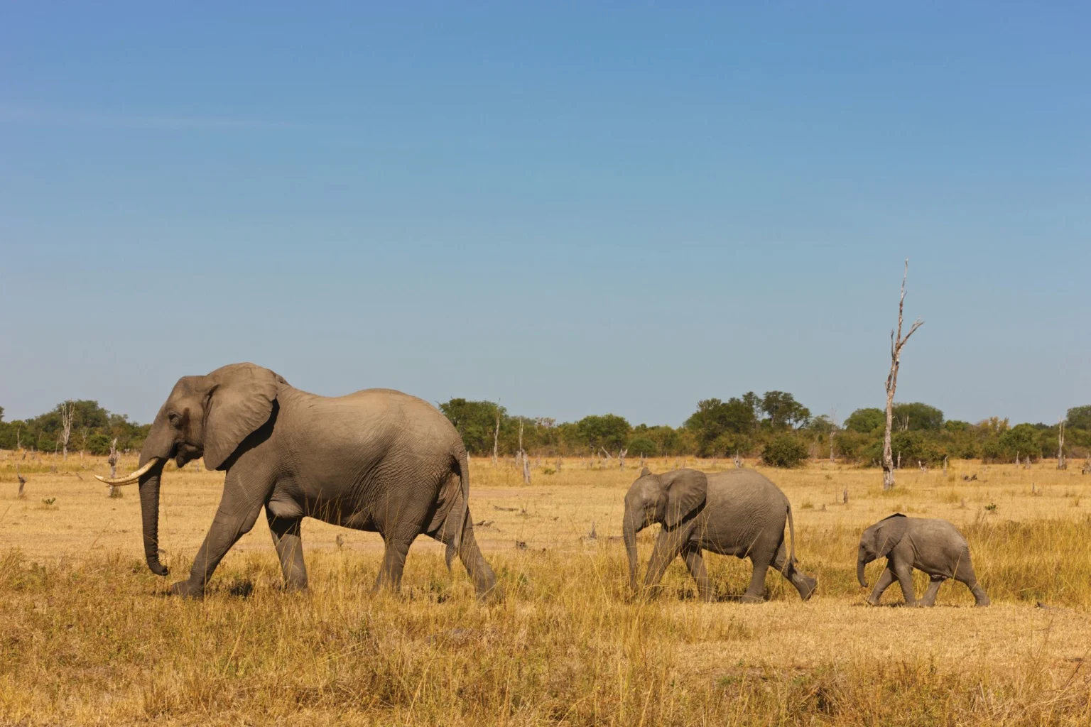 African elephant family walking in the savanna