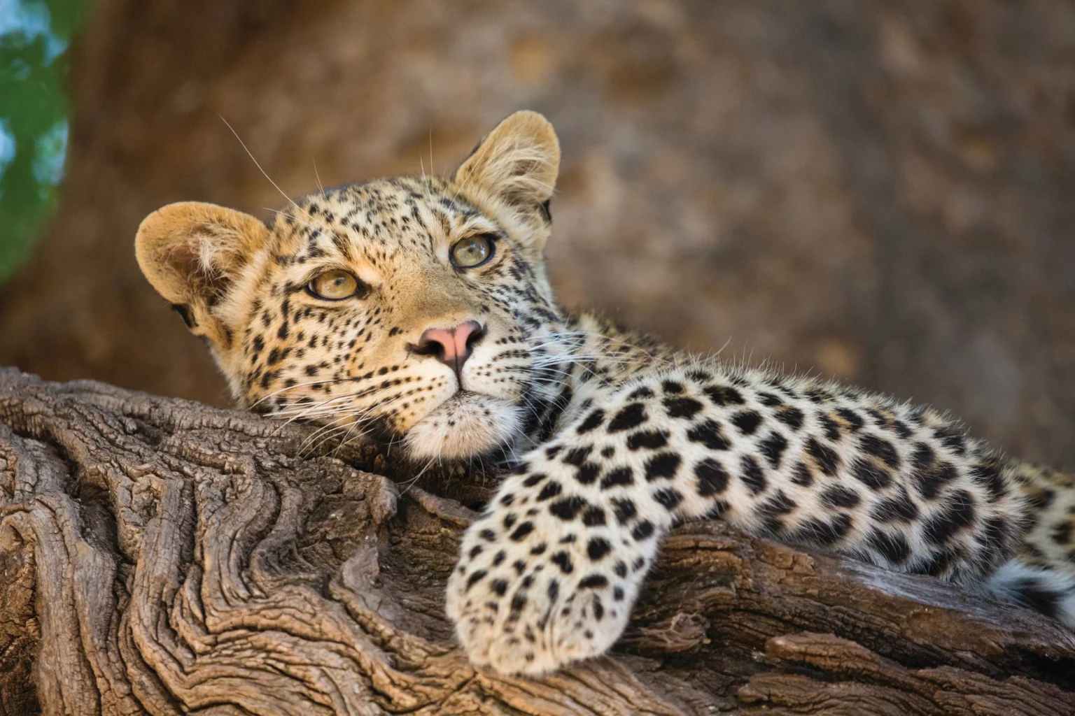 Young leopard cub