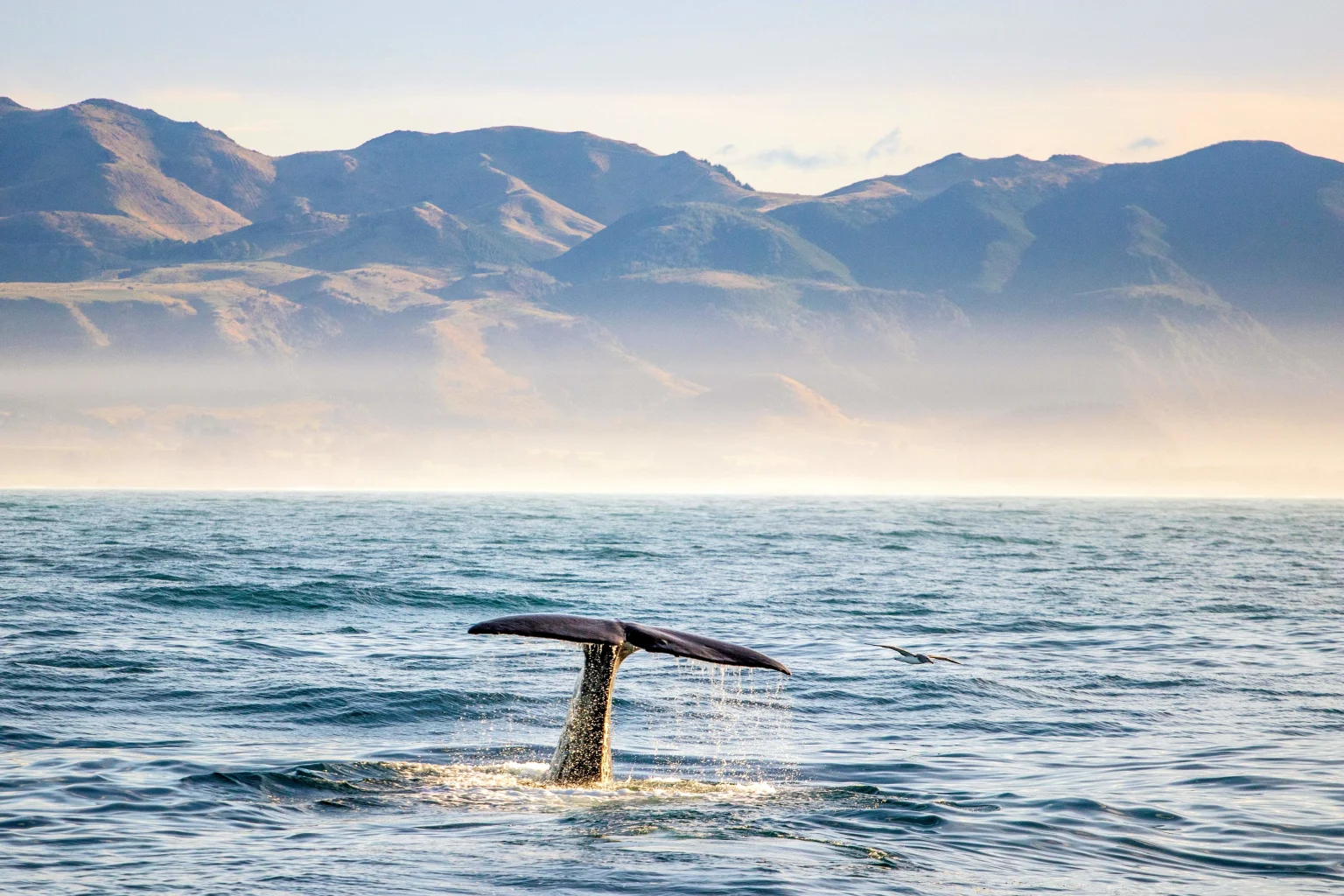 Whale watching.