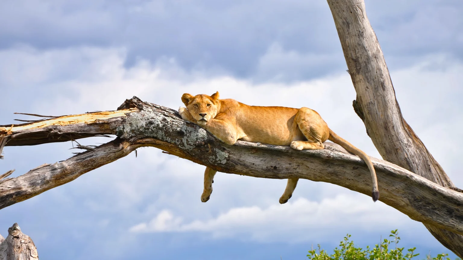 Climbing lion in a tree.