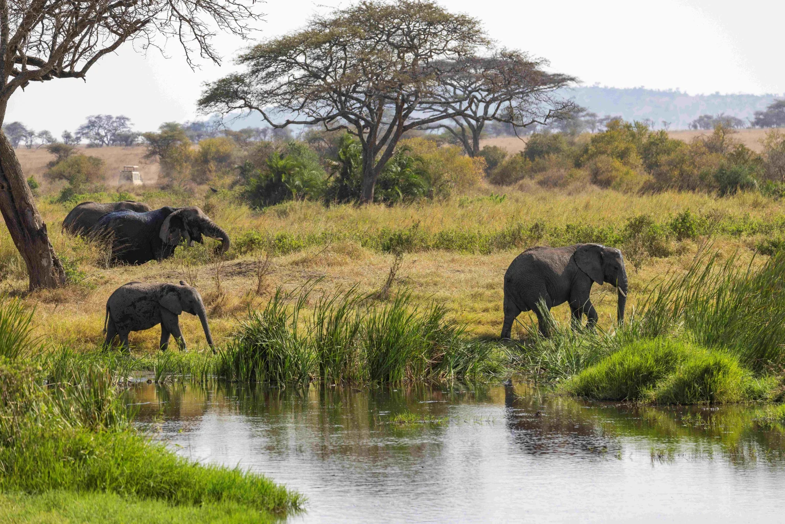 Elephants in safari.