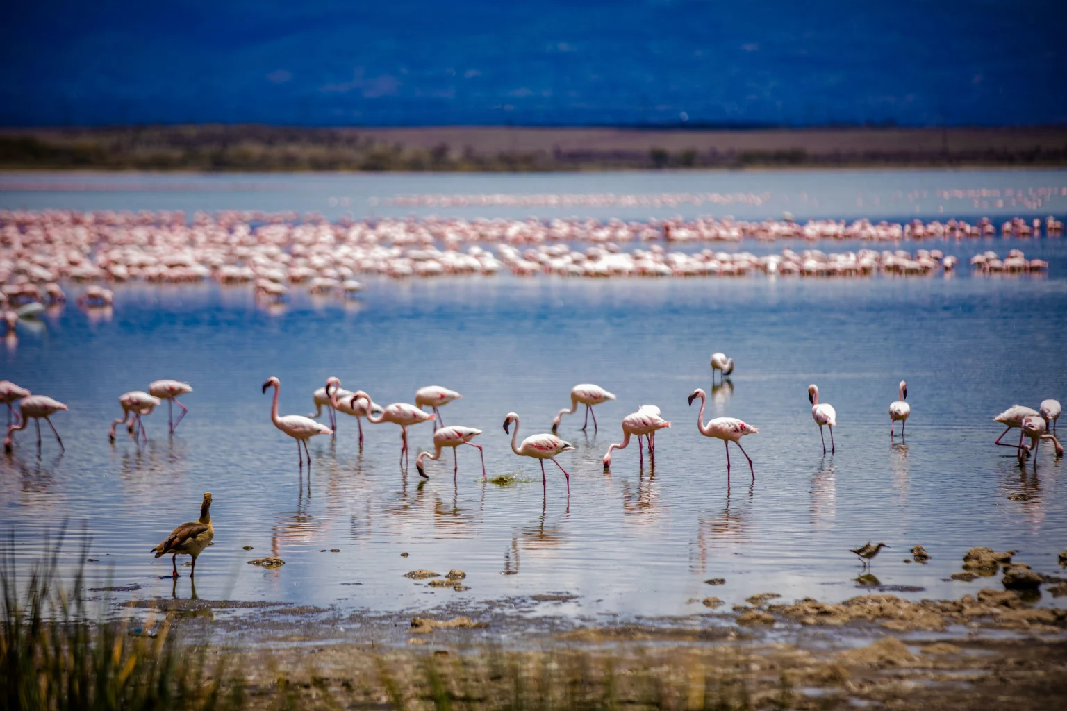 Flamingos on shoreline.