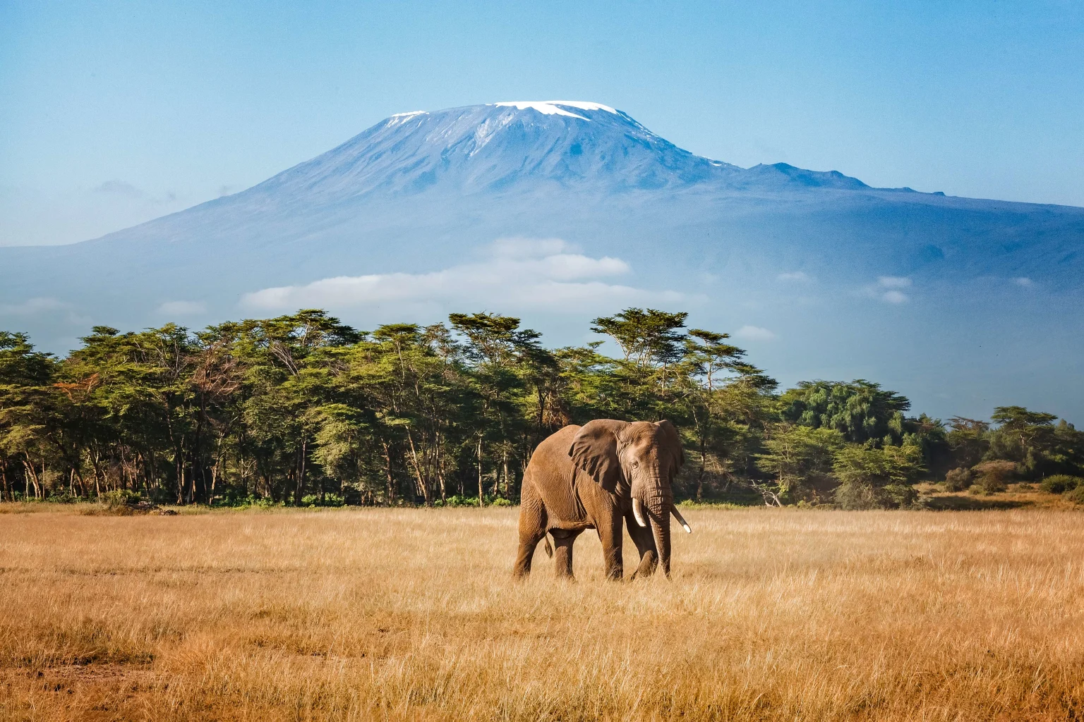 Kilimanjaro with elephant.