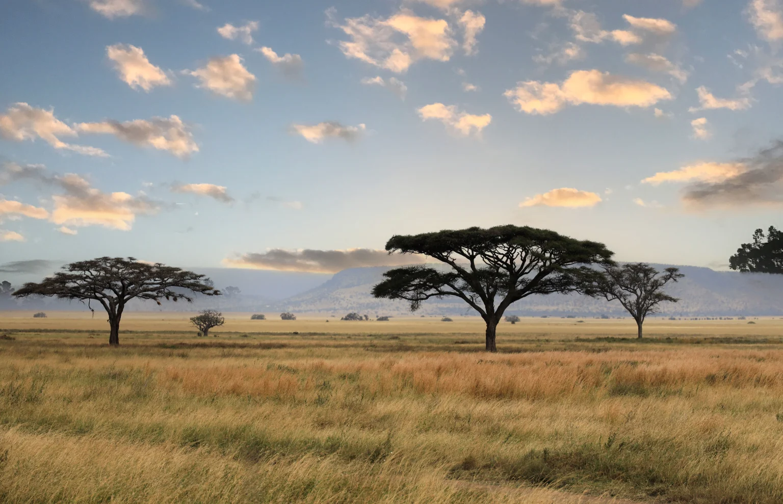 Umbrella trees.