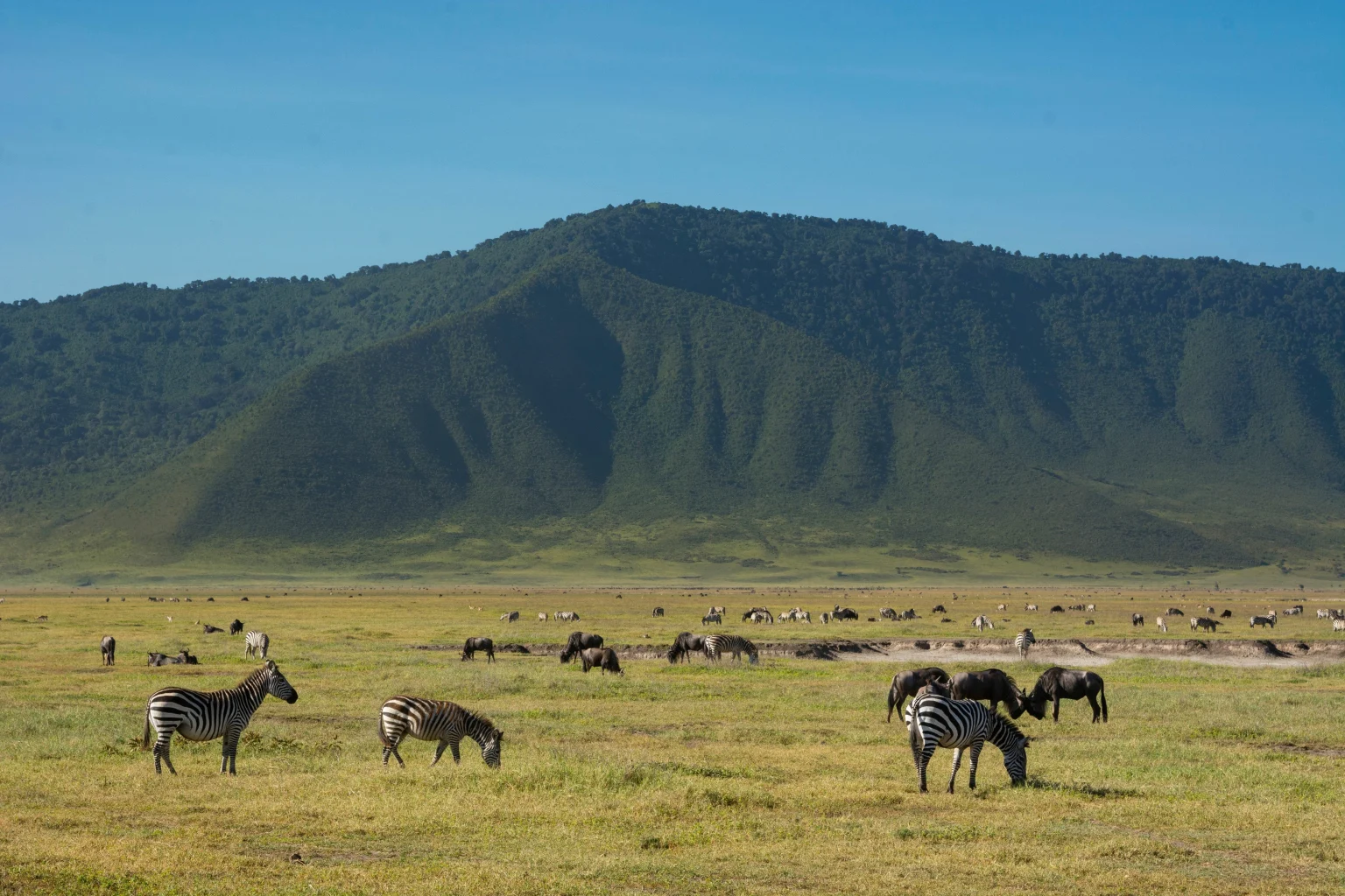 Zebras grazing.