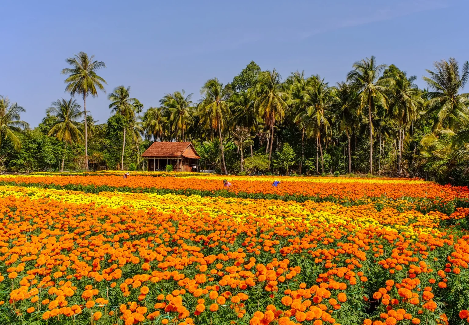 Can Tho Province, Mekong Delta