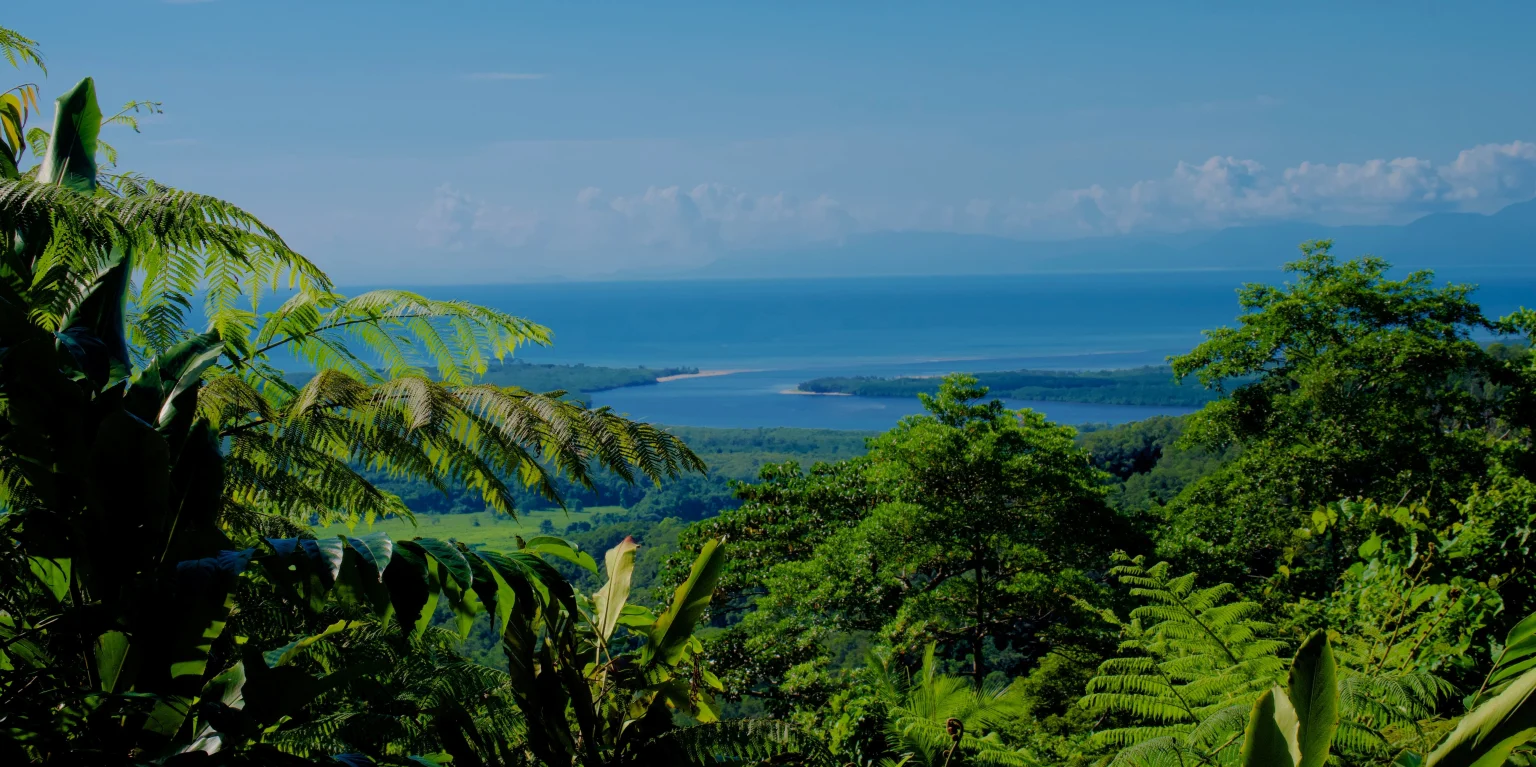Rainforest.
