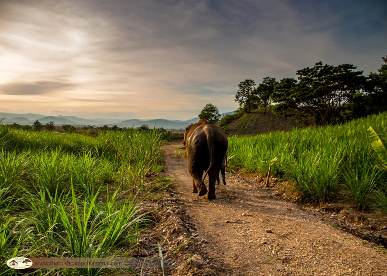 Elephant Hills Bush Camp_Elephant