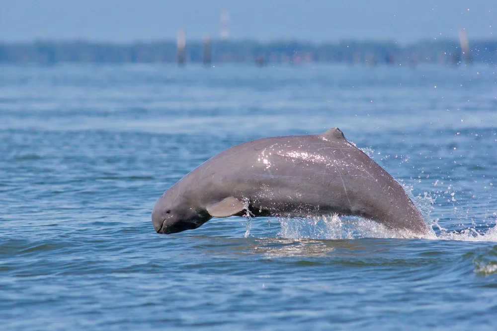 Koh Trong Irrawaddy Dolphin