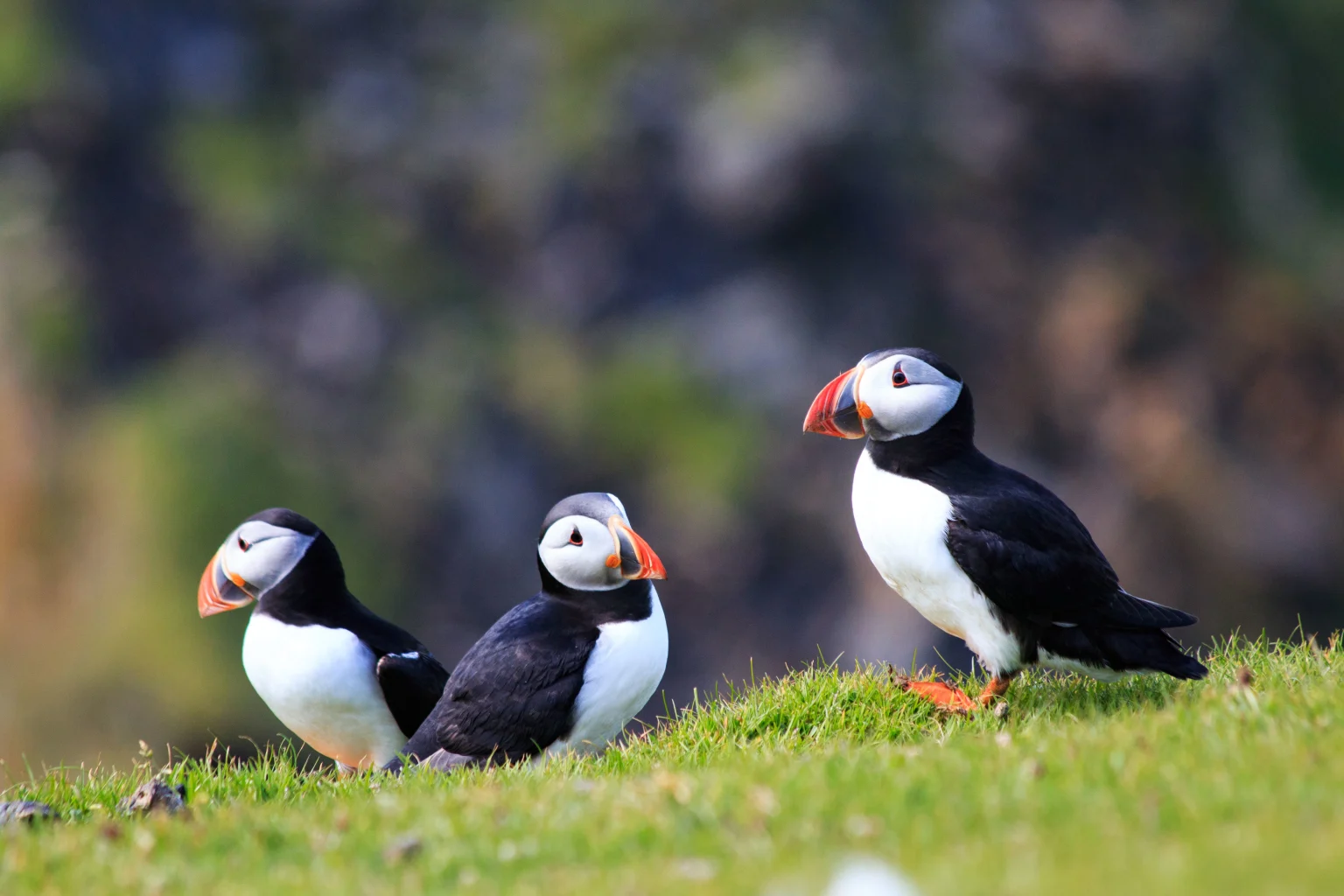 Shetland Island puffins