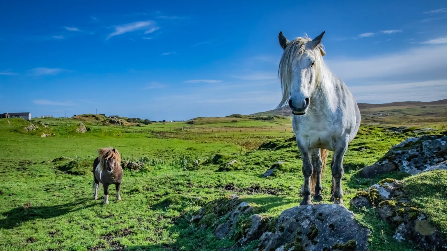 Shetland Pony, Shetland Isles