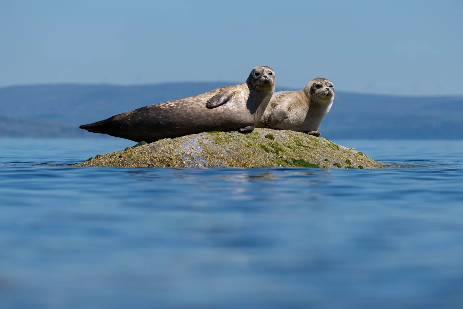 Seals Isle of Arran
