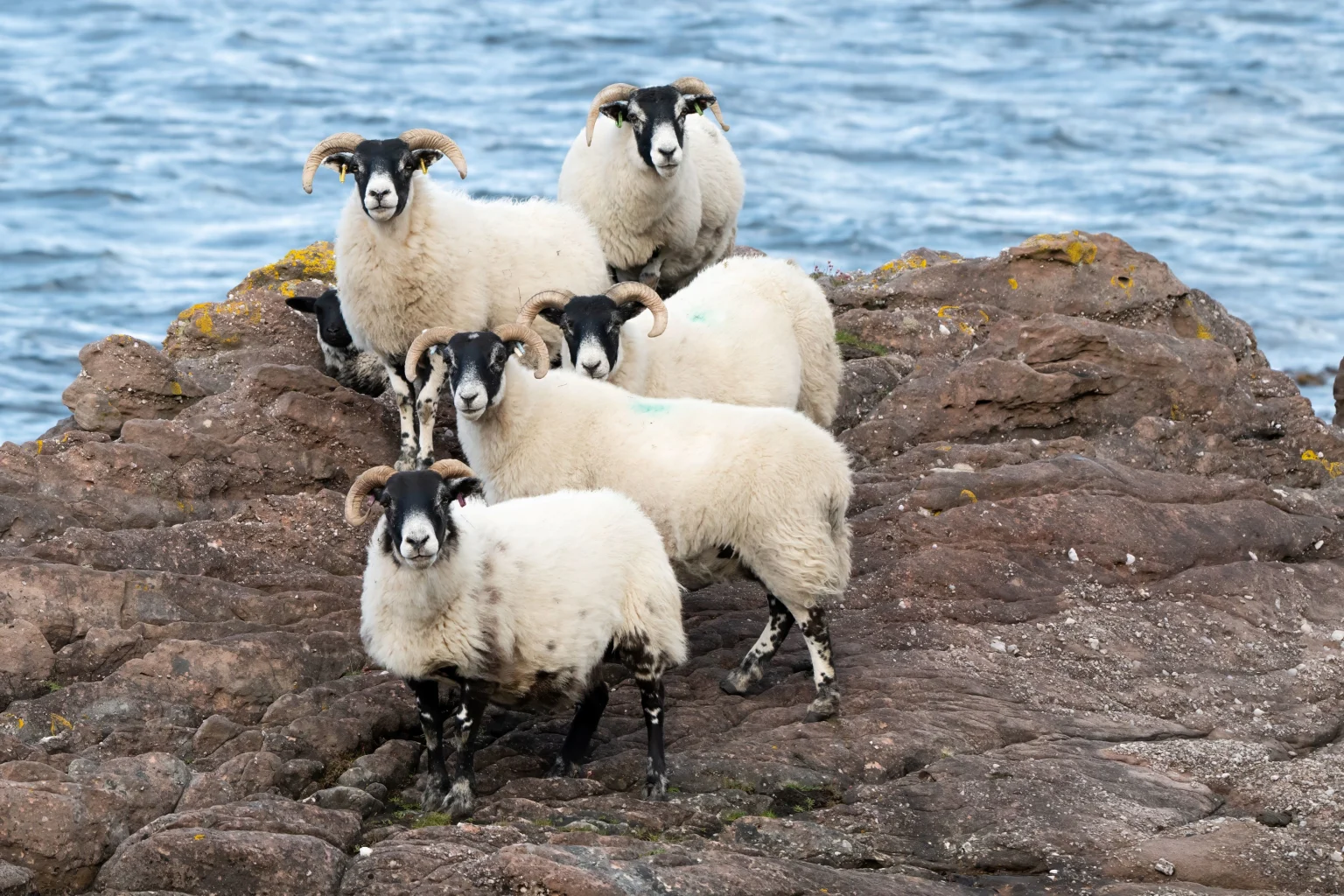 Sheep Isle of Irran
