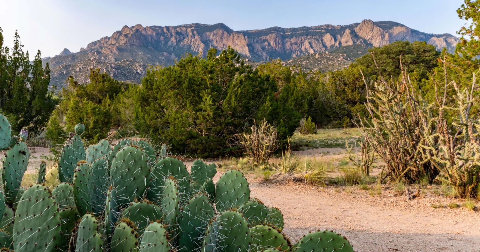 Albuquerque