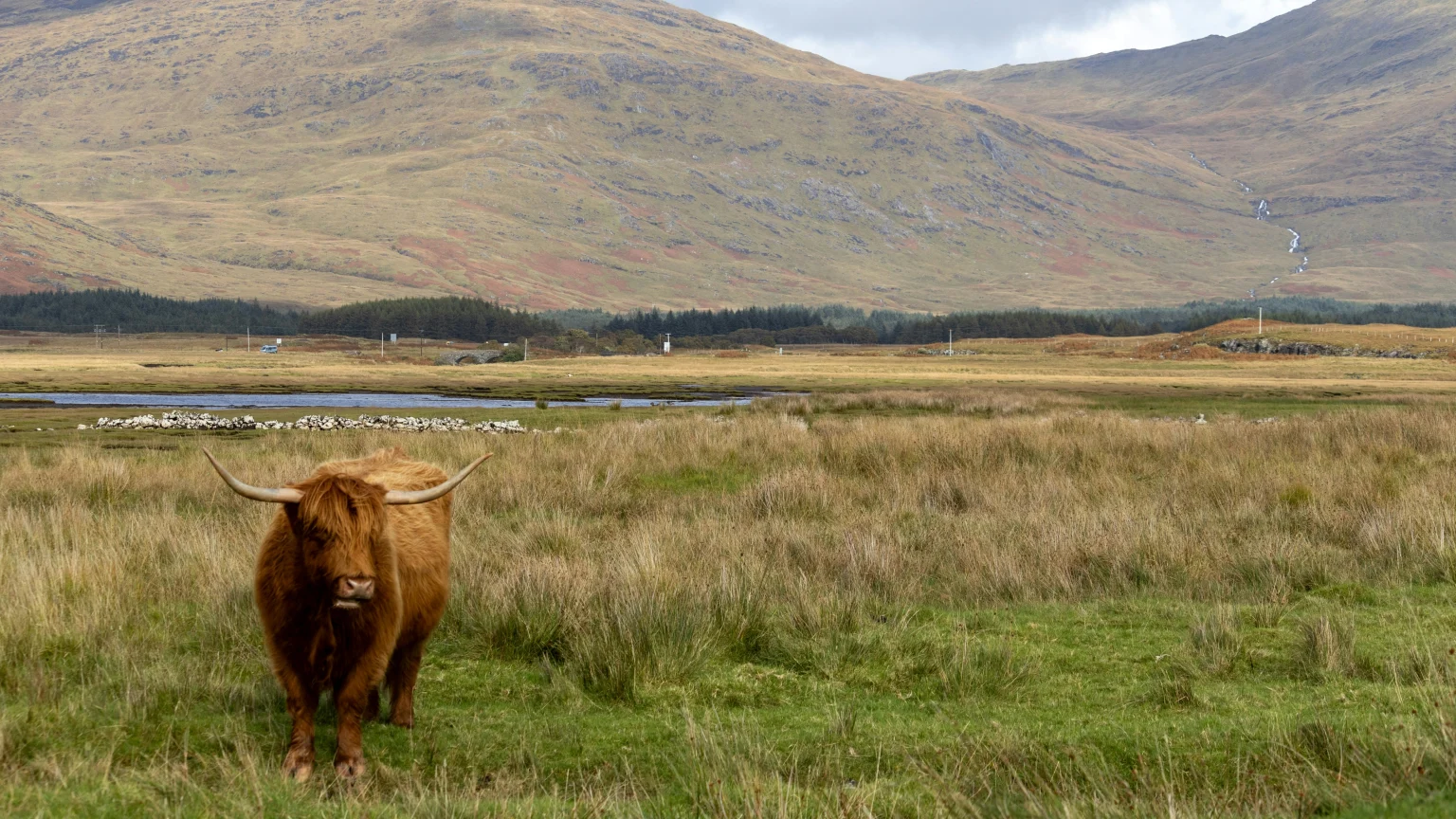 cow grazing Isle of Mull