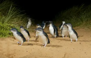 Phillip Island Penguins