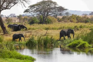 Elephants in safari.