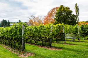 Autumn vineyard, Annapolis Valley