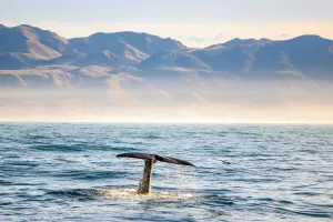 Whale watching.