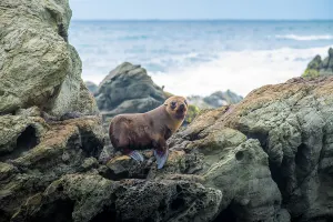 Dunedin, Invercargill & Stewart Island holidays