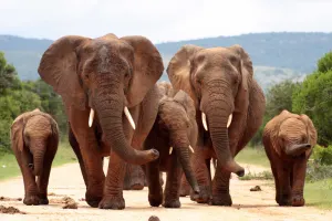 Eastern Cape Game Reserves holidays
