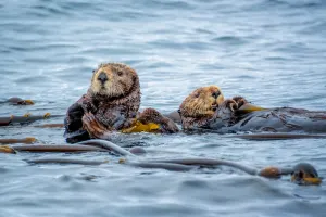 Sea otters in the ocean in Tofino