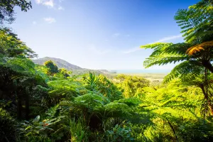 Daintree and Cape Tribulation holidays