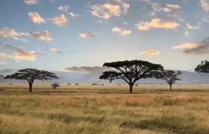 Umbrella trees.