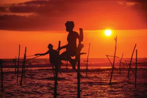 Sri lankan traditional stilt fisherman