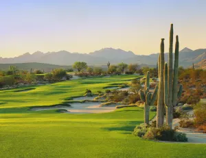 Scottsdale Saguaro